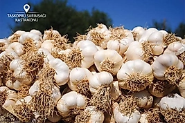 Sarımsak Taşköprü 10 kg orta boy